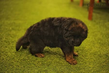 Male German shepherd puppies Female جراوي جيرمن شيبرد ذكر ولد بنت انثي