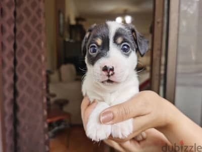 Pure Jack Russell Puppies