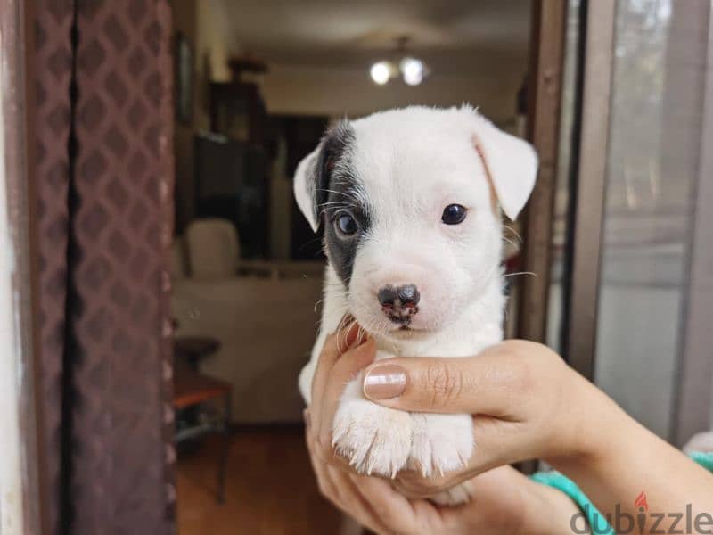 Pure Jack Russell Puppies 1