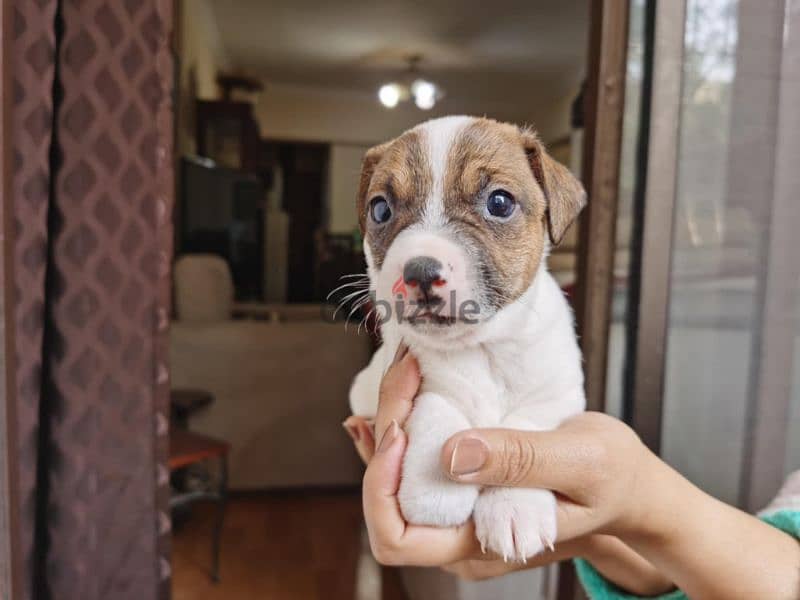 Pure Jack Russell Puppies 2