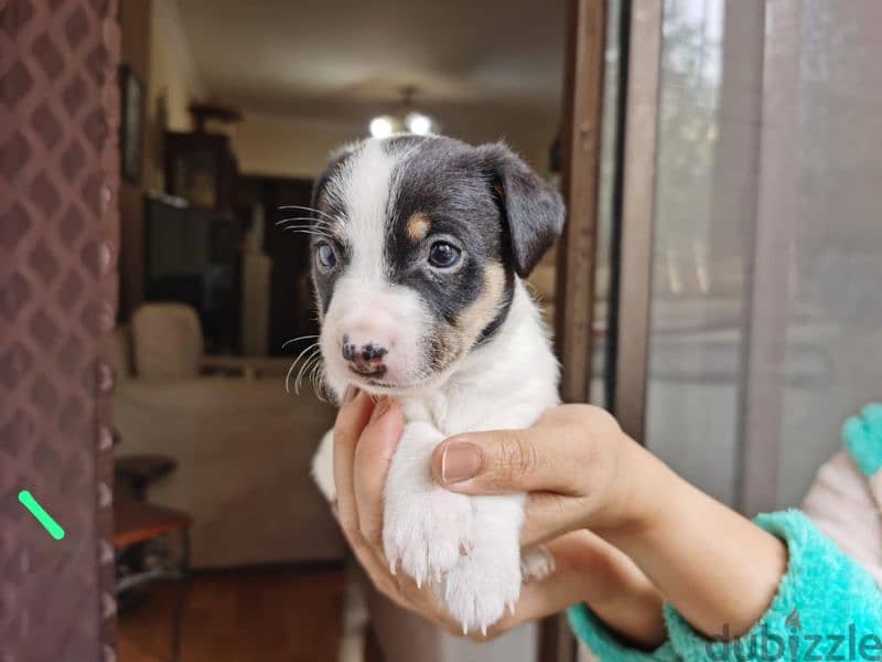 Pure Jack Russell Puppies 3