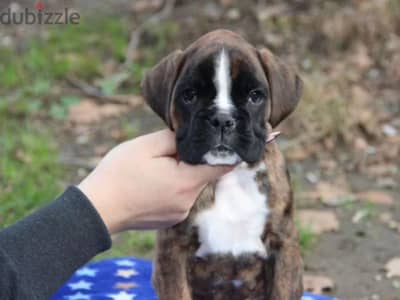 German boxer puppies female from Russia