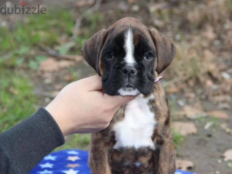 German boxer puppies female from Russia 0