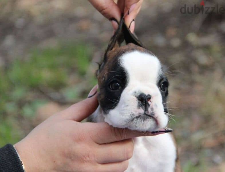 German boxer puppies female from Russia 1