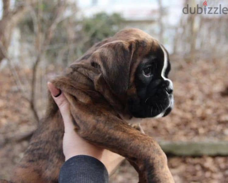 German boxer puppies female from Russia 2