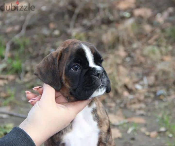 German boxer puppies female from Russia 3