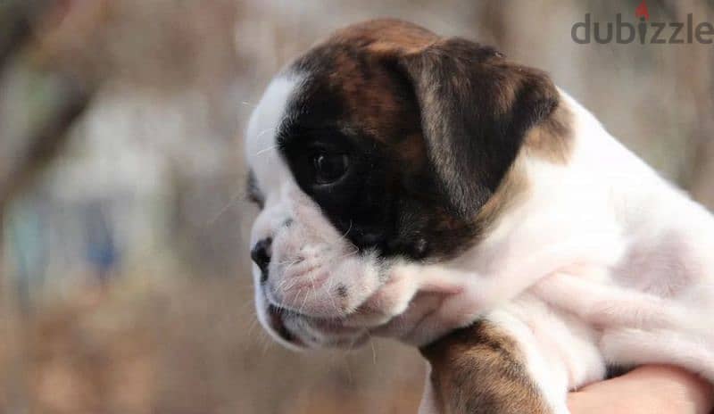 German boxer puppies female from Russia 4