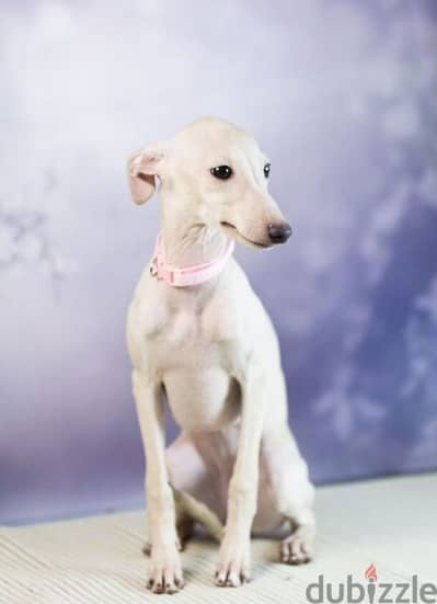 Russian greyhound female puppy