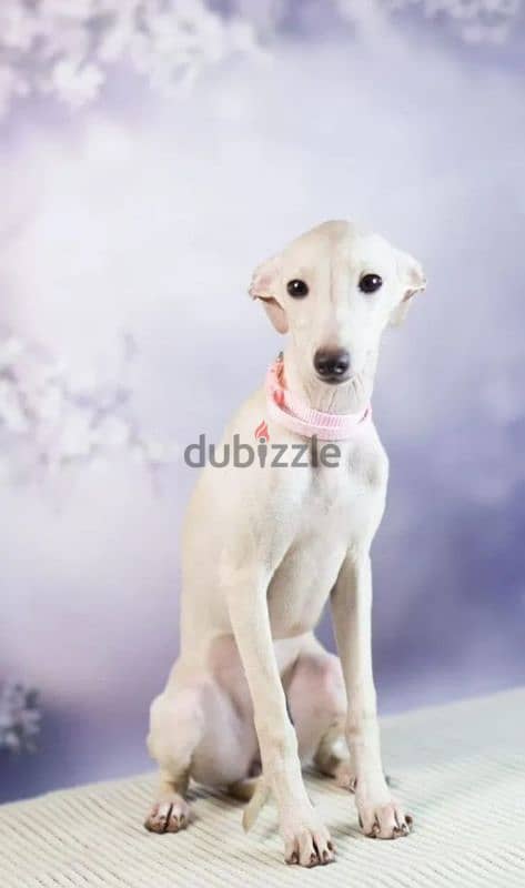 Russian greyhound female puppy 1