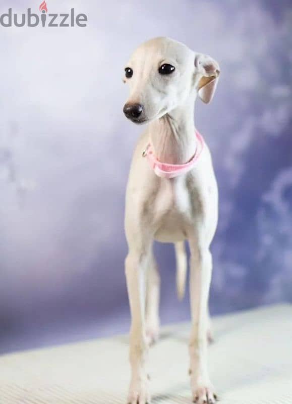 Russian greyhound female puppy 2