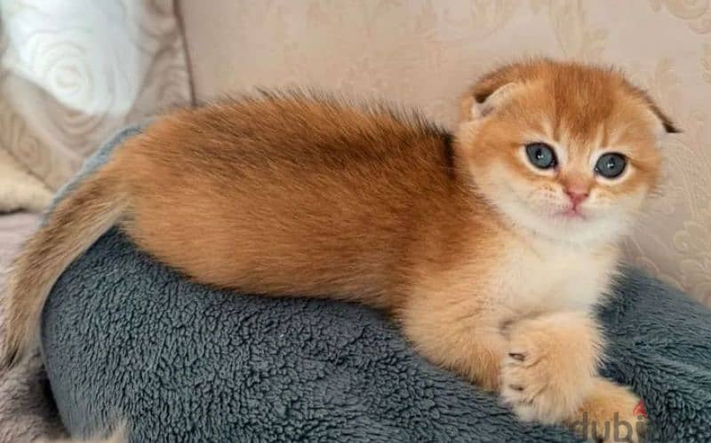 Scottish golden chinchilla female from Russia 5