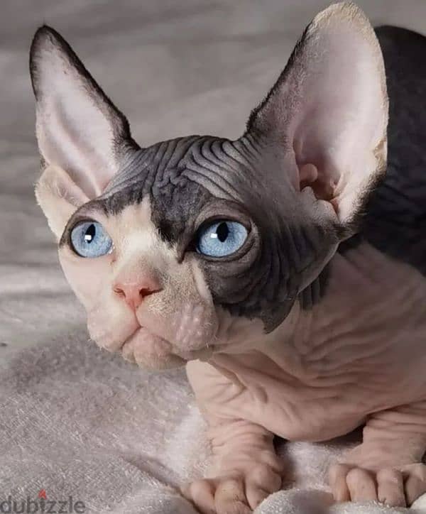 exclusive Kittens sphynx female from Russia 0