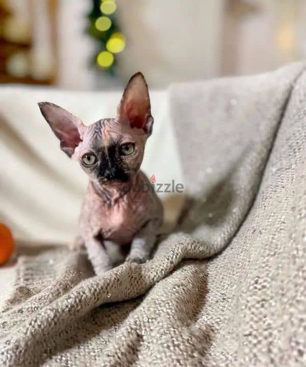 exclusive Kittens sphynx female from Russia 1