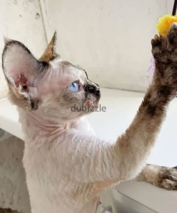 exclusive Kittens sphynx female from Russia 2