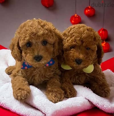 toy poodle puppies توي بودل