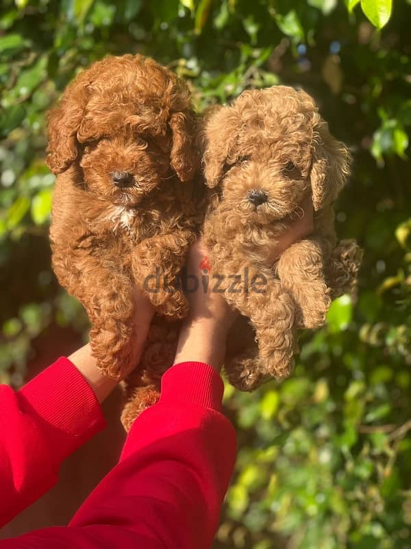 toy poodle puppies توي بودل 1