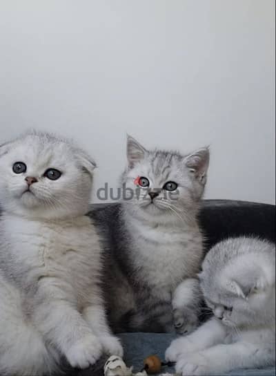 Scottish fold kittens