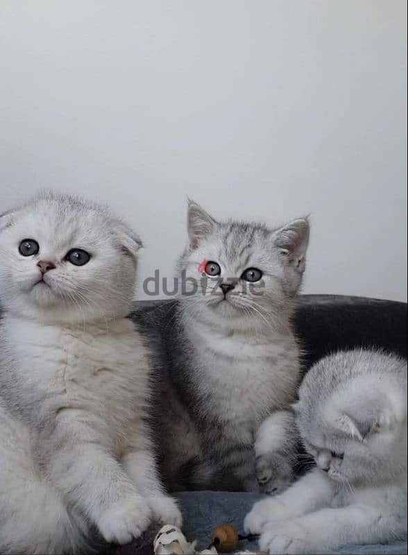 Scottish fold kittens 0