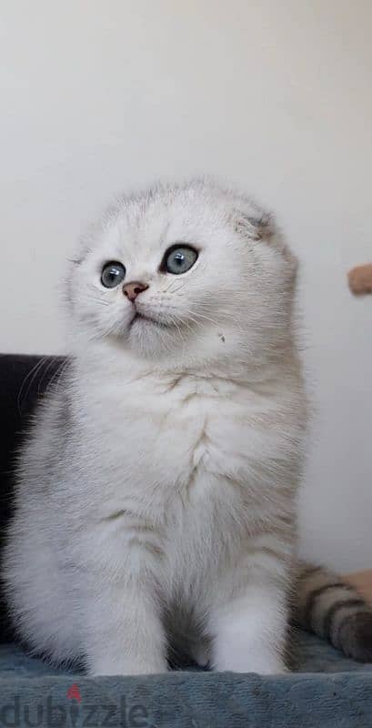 Scottish fold kittens 1