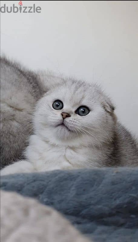 Scottish fold kittens 2