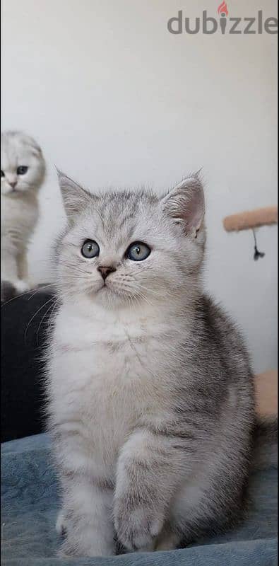 Scottish fold kittens 10