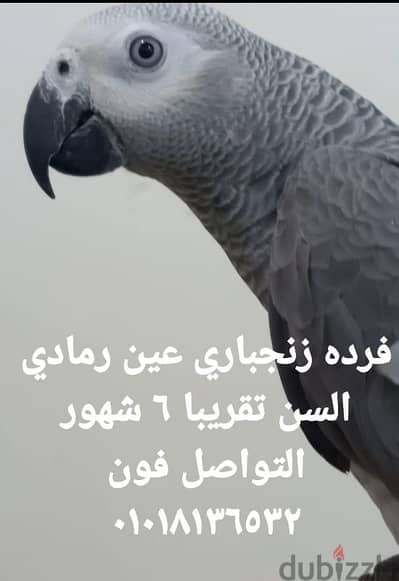 فرخ زنجباري كاسكو عين رمادي