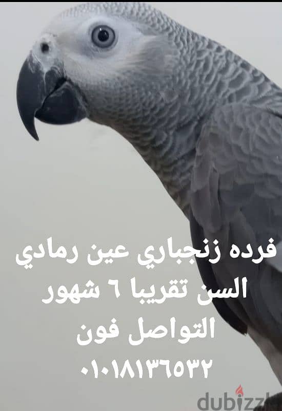 فرخ زنجباري كاسكو عين رمادي 0