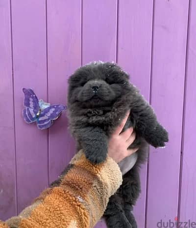 blue boy chow chow from Russia