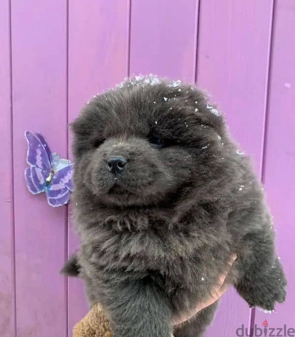 blue boy chow chow from Russia 1