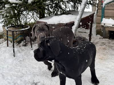 cane corso grey boy from Russia