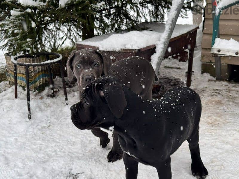 cane corso grey boy from Russia 0