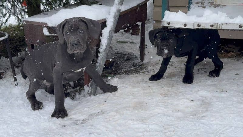 cane corso grey boy from Russia 1