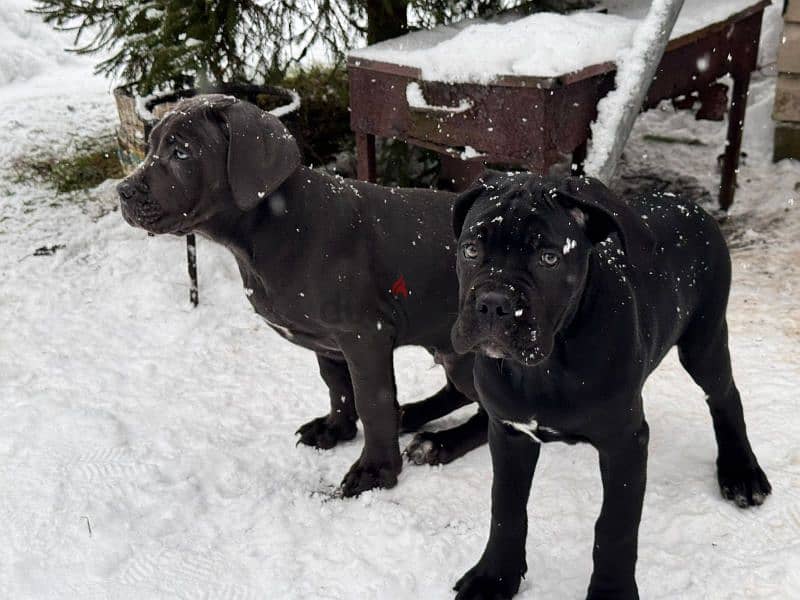 cane corso grey boy from Russia 2