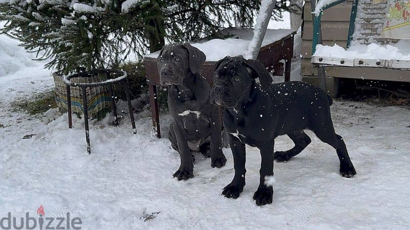 cane corso grey boy from Russia 3