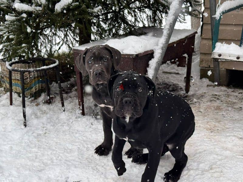 cane corso grey boy from Russia 4