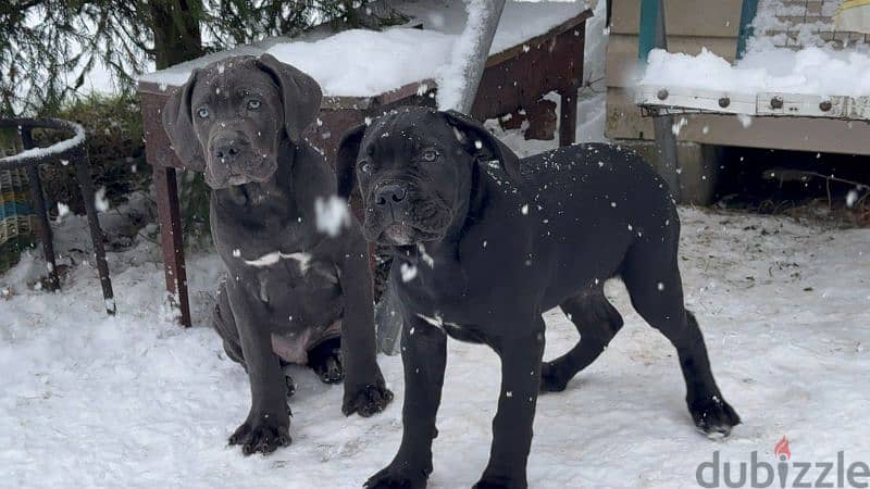 cane corso grey boy from Russia 5