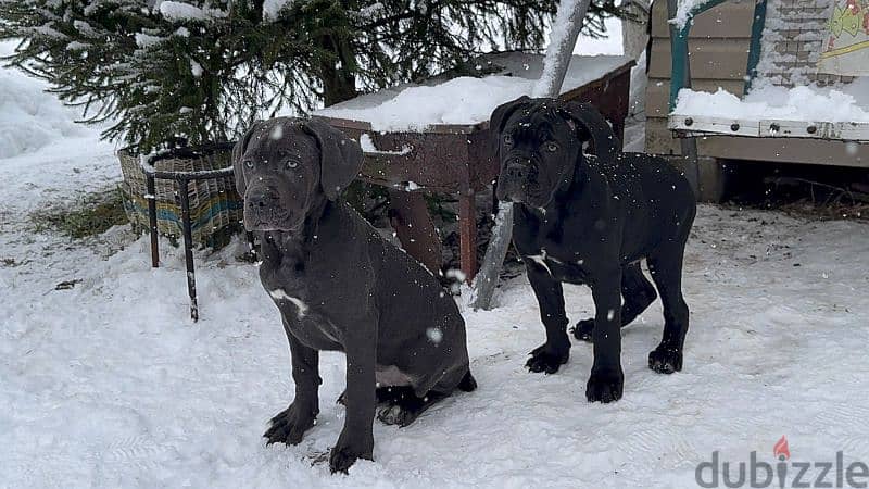 cane corso grey boy from Russia 6