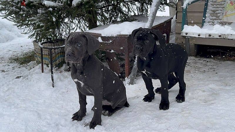 cane corso grey boy from Russia 7