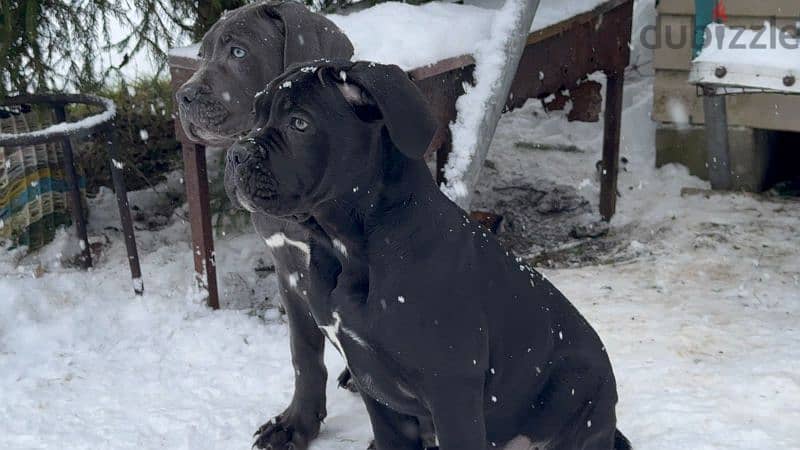 cane corso grey boy from Russia 8