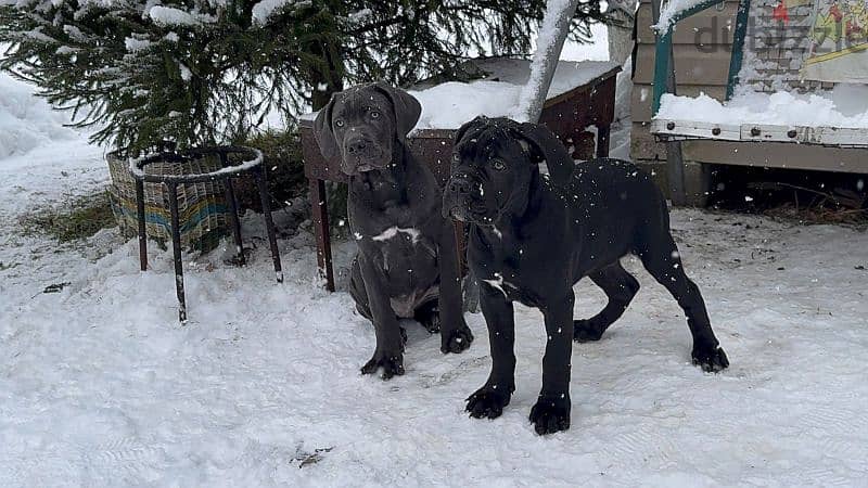 cane corso grey boy from Russia 9