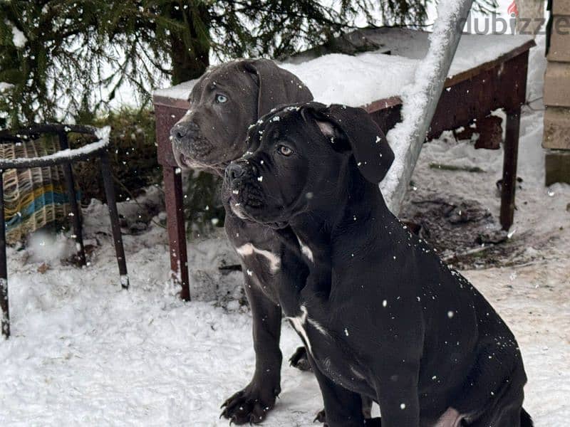 cane corso grey boy from Russia 10