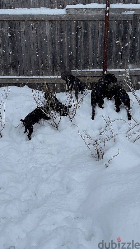 cane corso grey boy from Russia 11