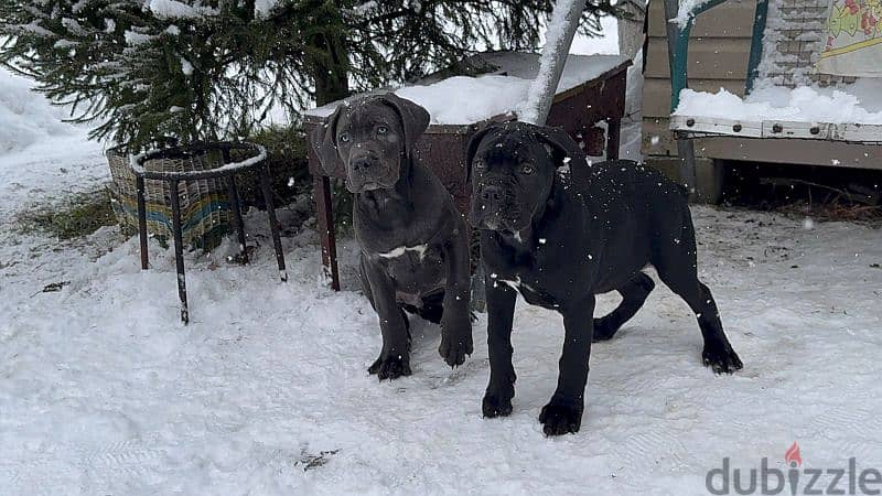 cane corso grey boy from Russia 12