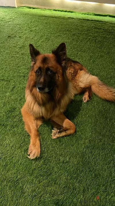 german shepherd pedigree for mating كلب جيرمن شيبرد للجواز فقط