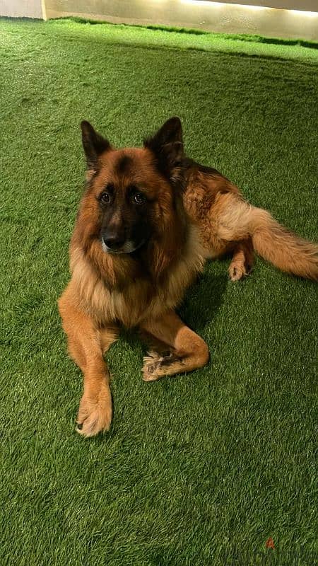 german shepherd pedigree for mating كلب جيرمن شيبرد للجواز فقط 0