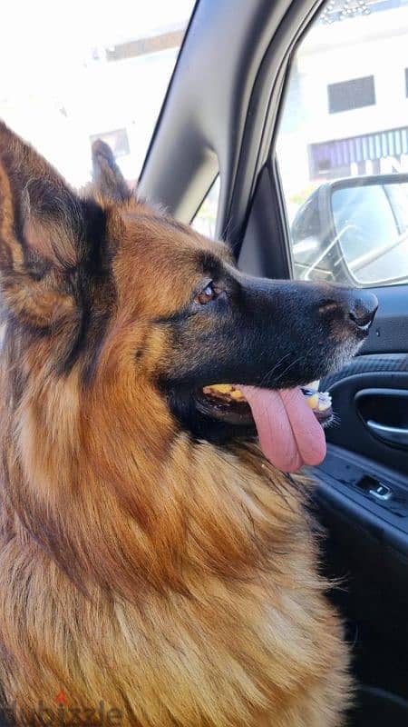 german shepherd pedigree for mating كلب جيرمن شيبرد للجواز فقط 2