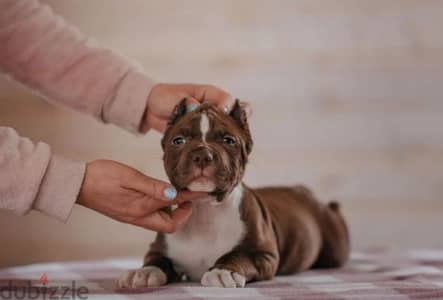 pitbull puppy boy from Russia