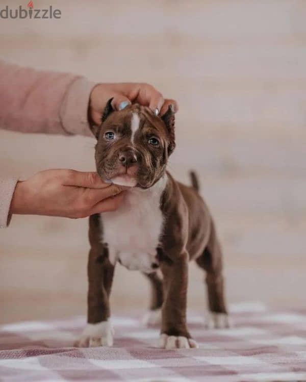 pitbull puppy boy from Russia 1