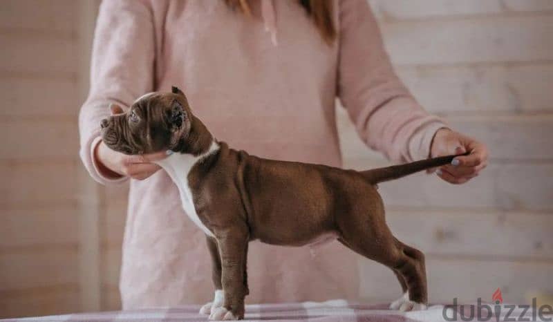 pitbull puppy boy from Russia 2