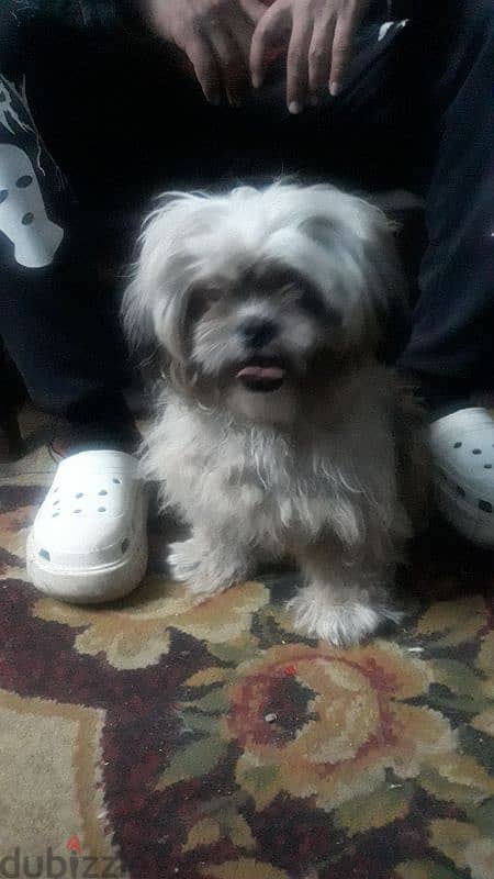 اجمل بنوته شيتزو جاهزه للزواج  Shih Tzu Pure 0